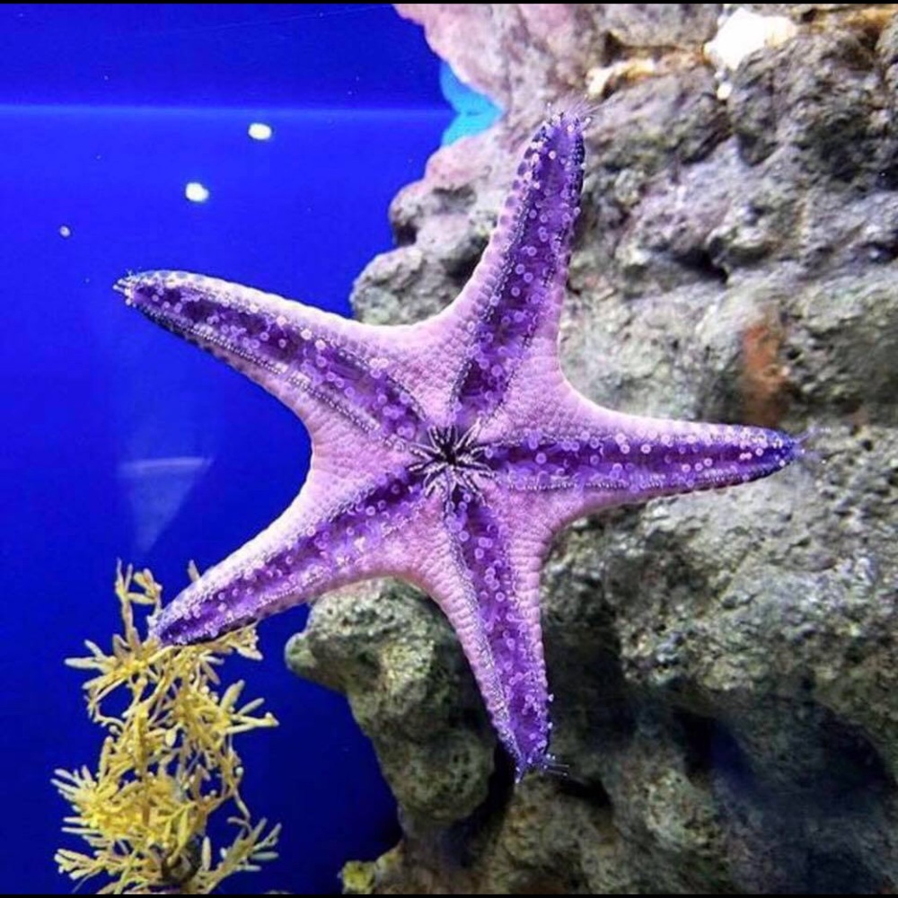 Meet your Posher, Chrissy